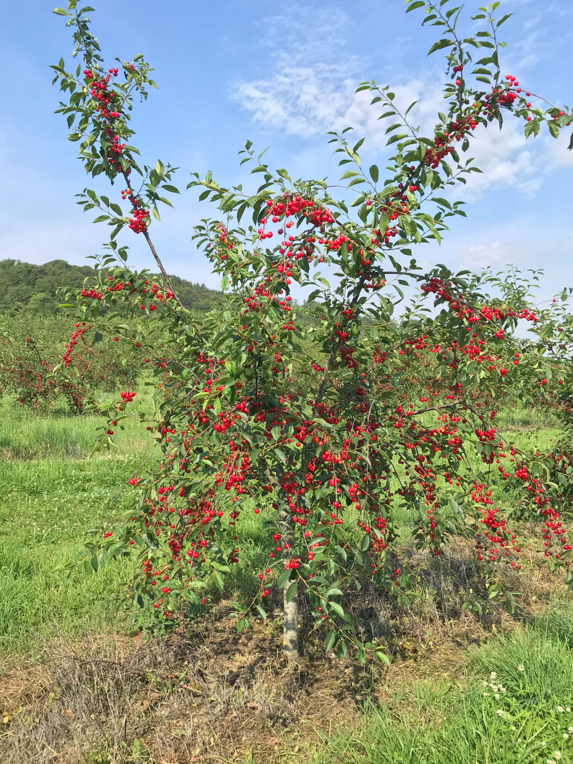 En attendant la récolte des Cerises de Montmorency