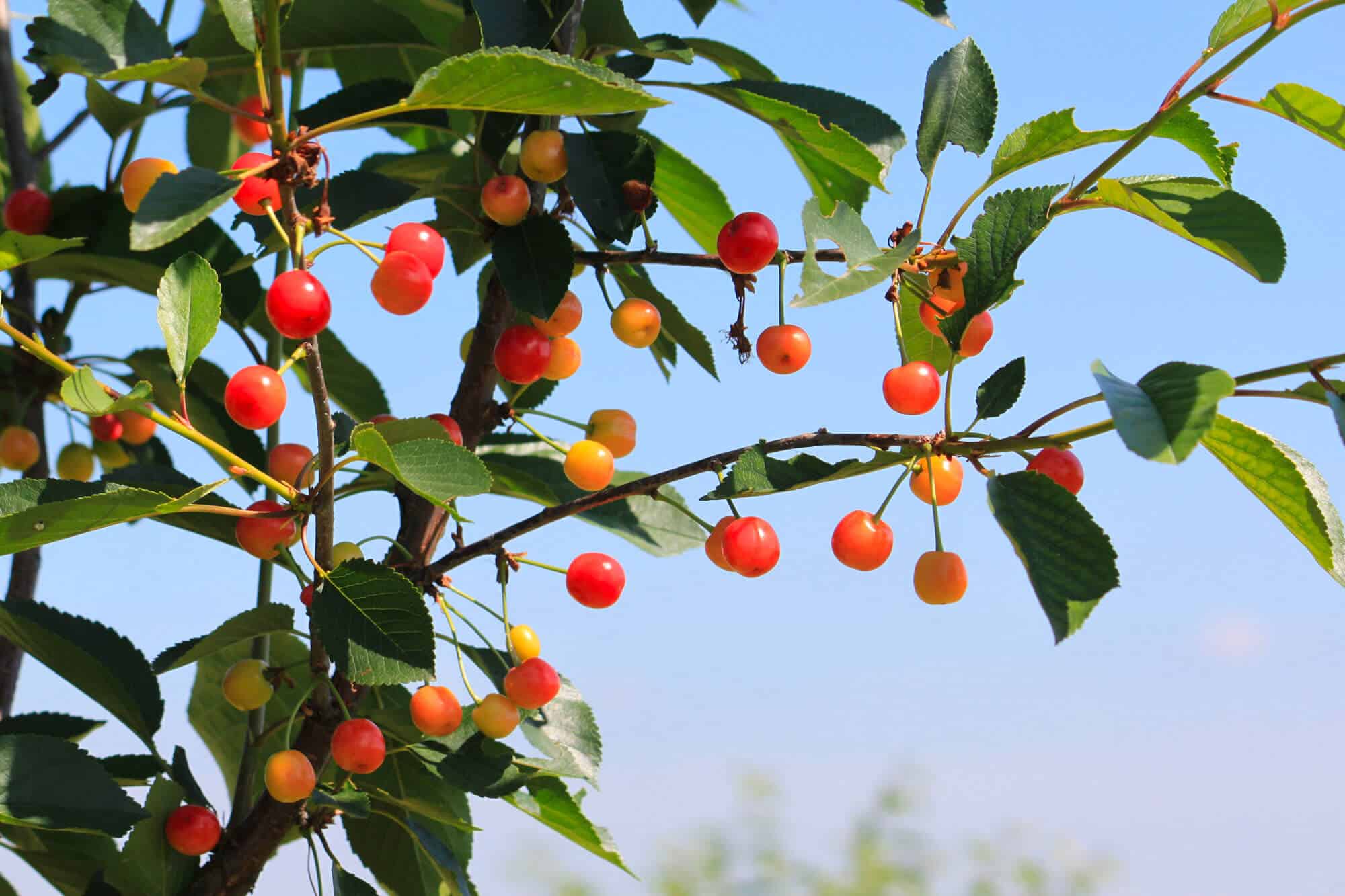 Les Cerises de Montmorency mûrissent