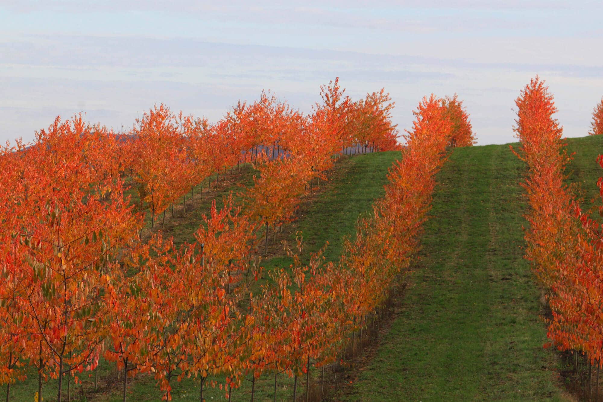 Cerises Noires de Bâle - L'alignement des arbres en automne