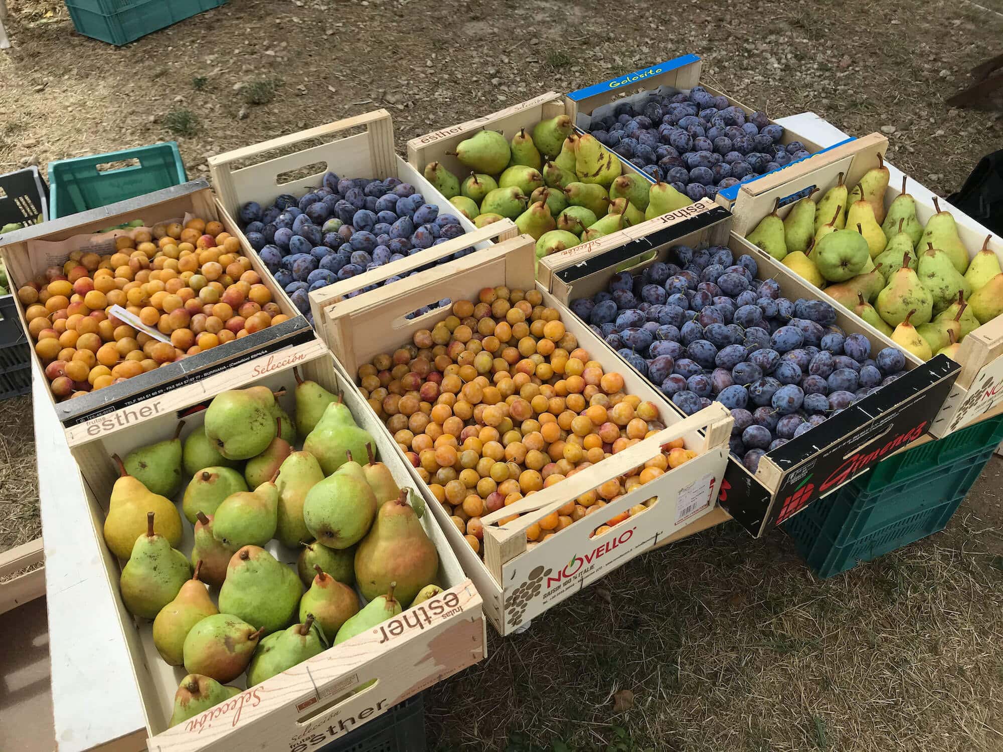 Les Récoltes de fruits : Mirabelles, Poires, Quetsches