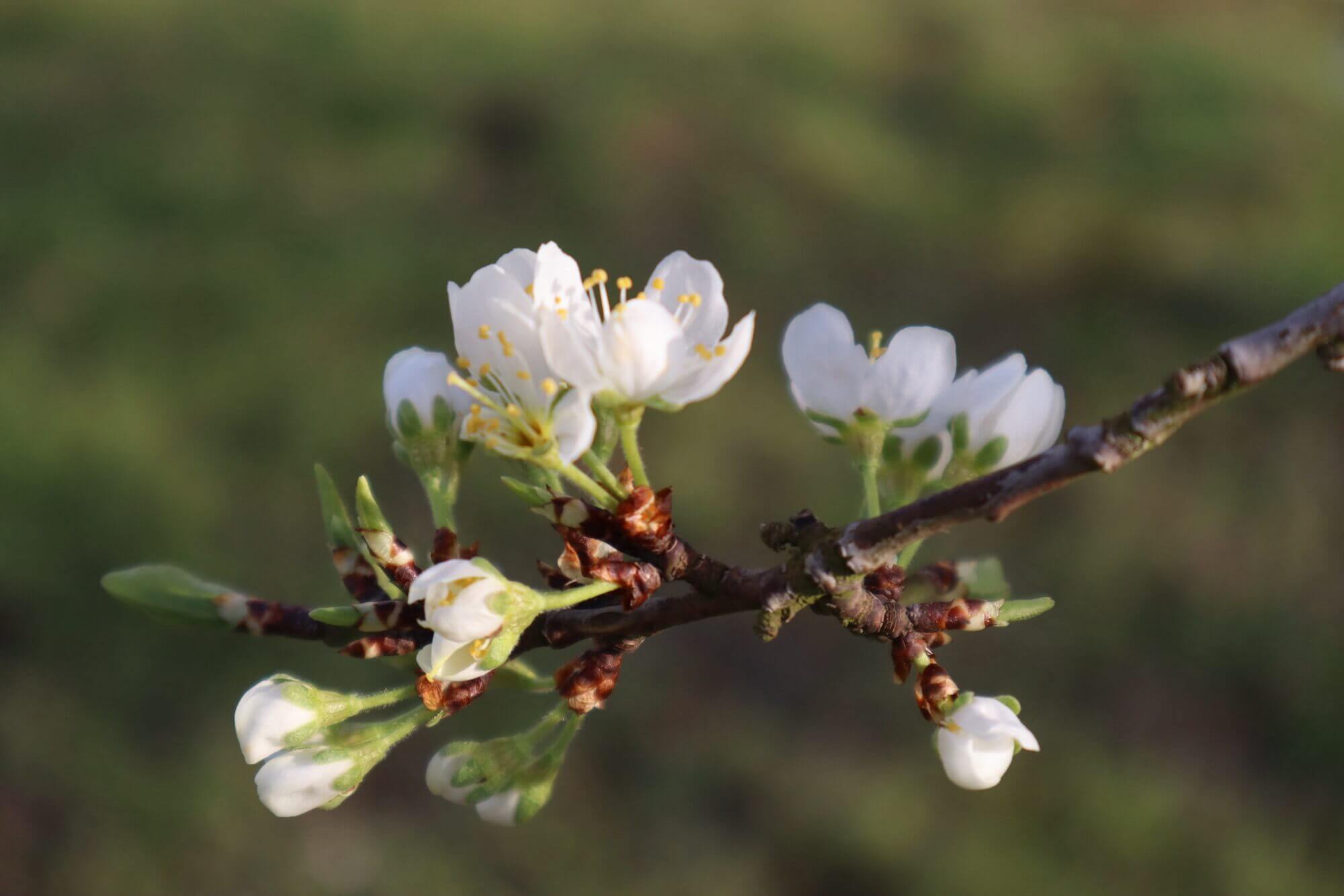 Les mirabelliers fleurissent