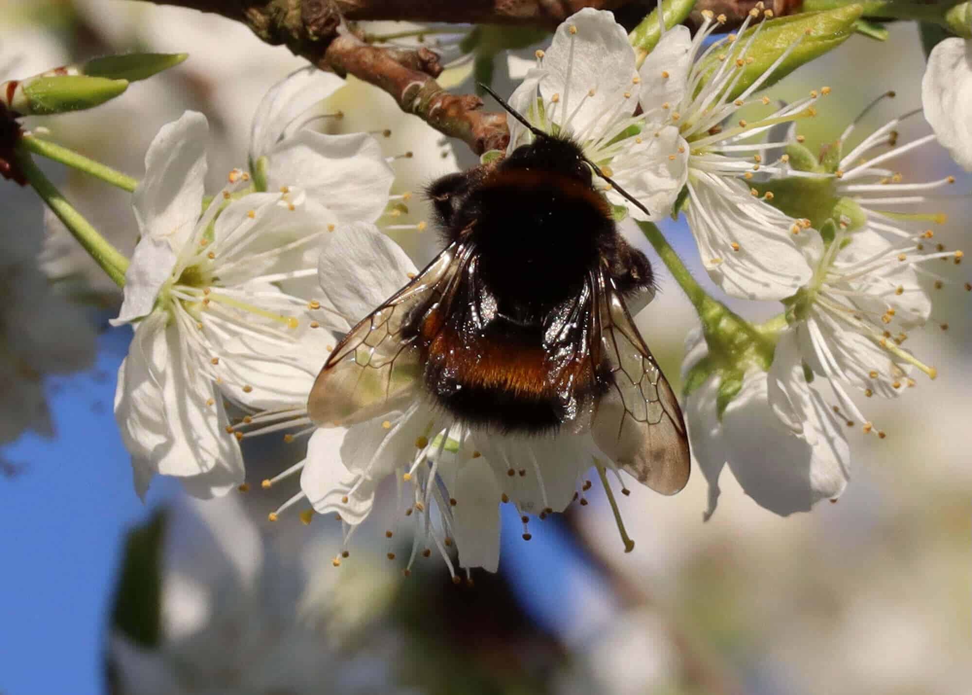 Les abeilles pollinisent les fleurs de mirabelliers