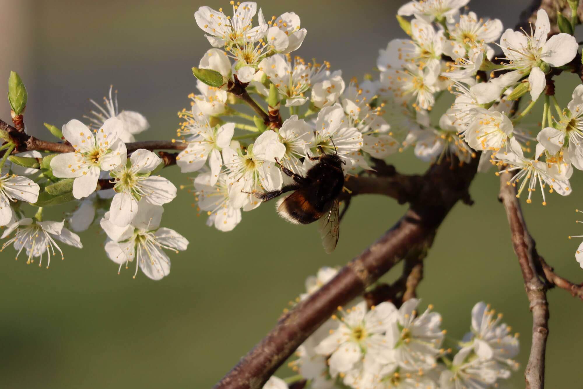 Les abeilles pollinisent les mirabelliers