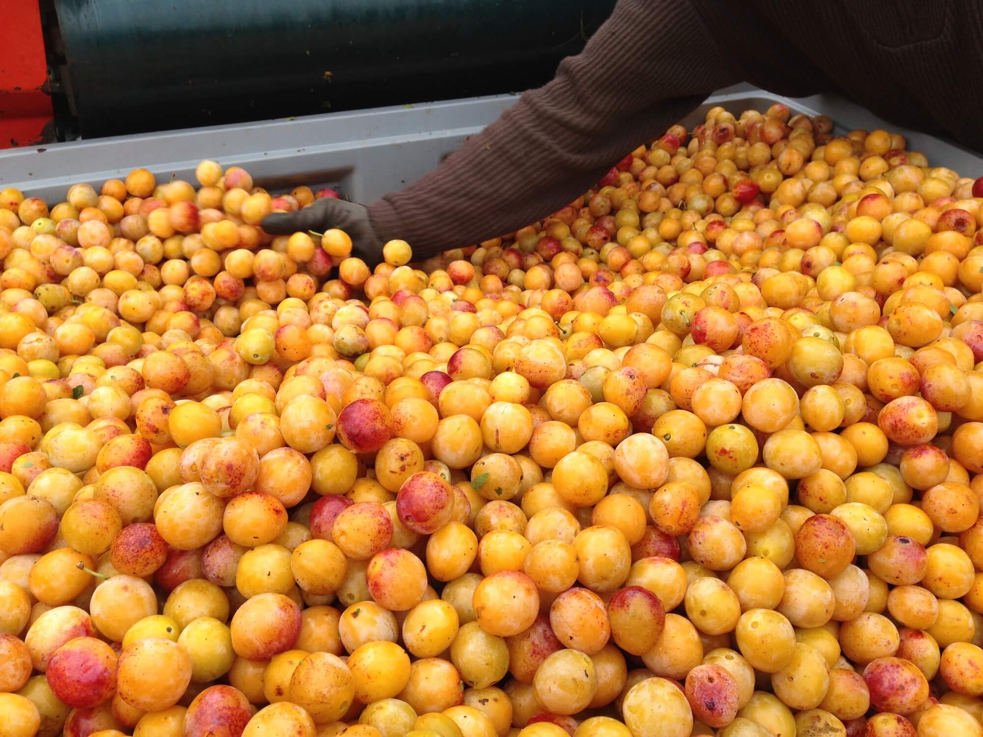 Récolte des Mirabelles - Les fruits en Palox pour l'industrie