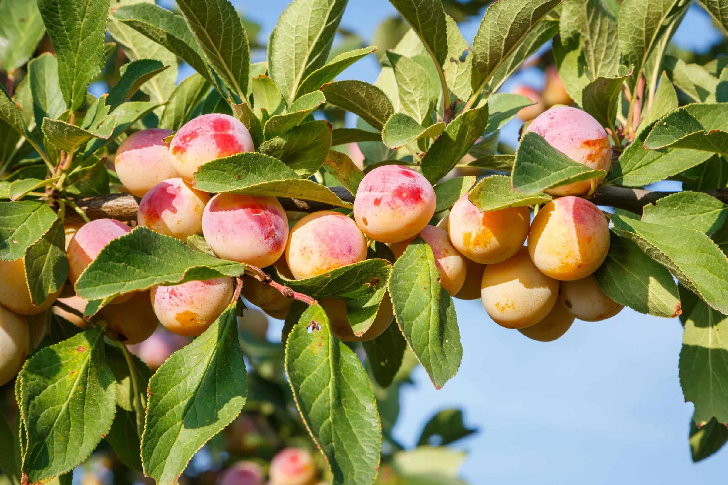 Producteur de Mirabelles en Lorraine