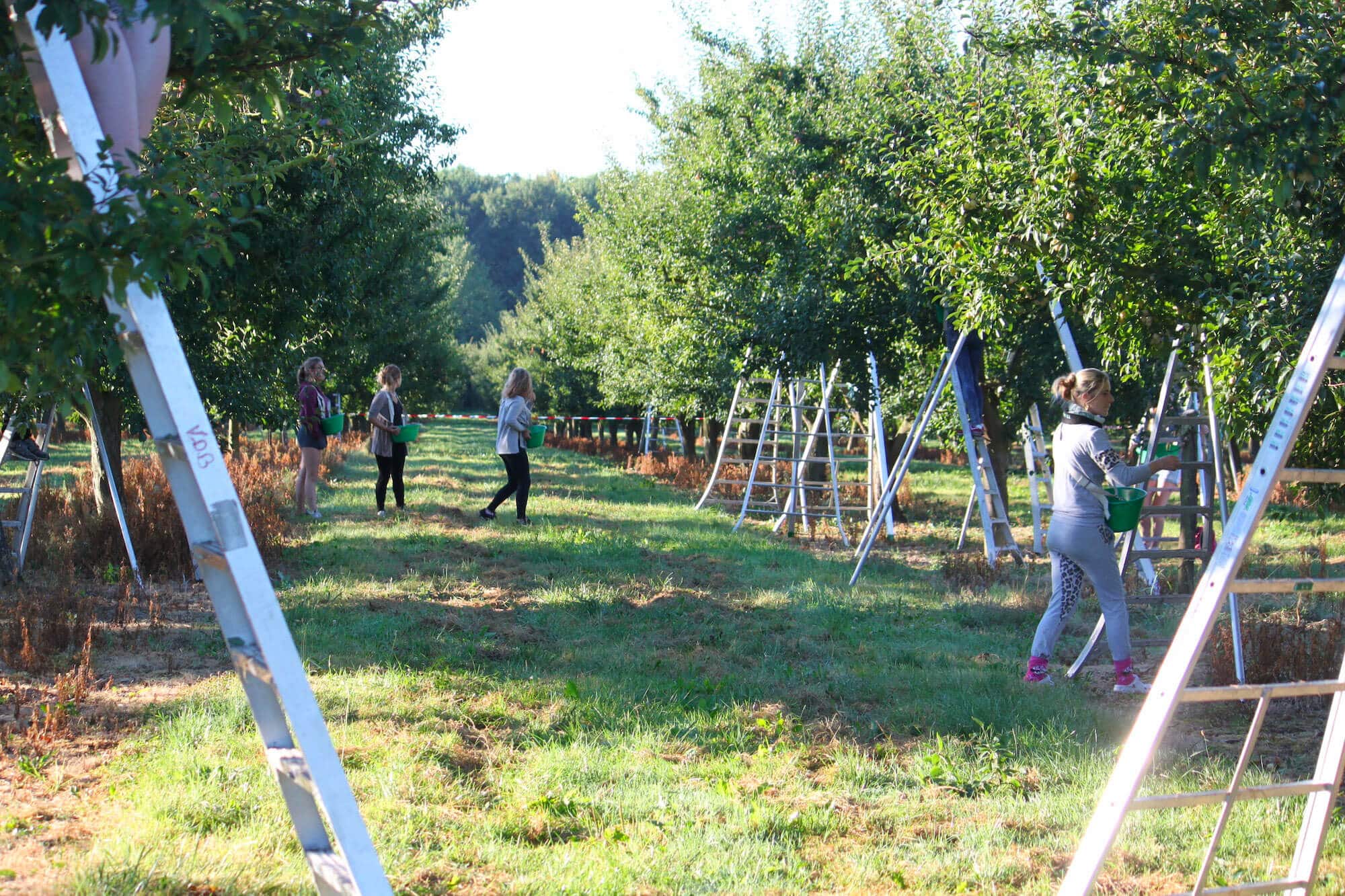 La cueillette des fruits par les saisonniers