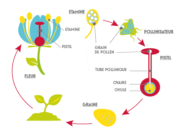 Le cycle de pollinisation