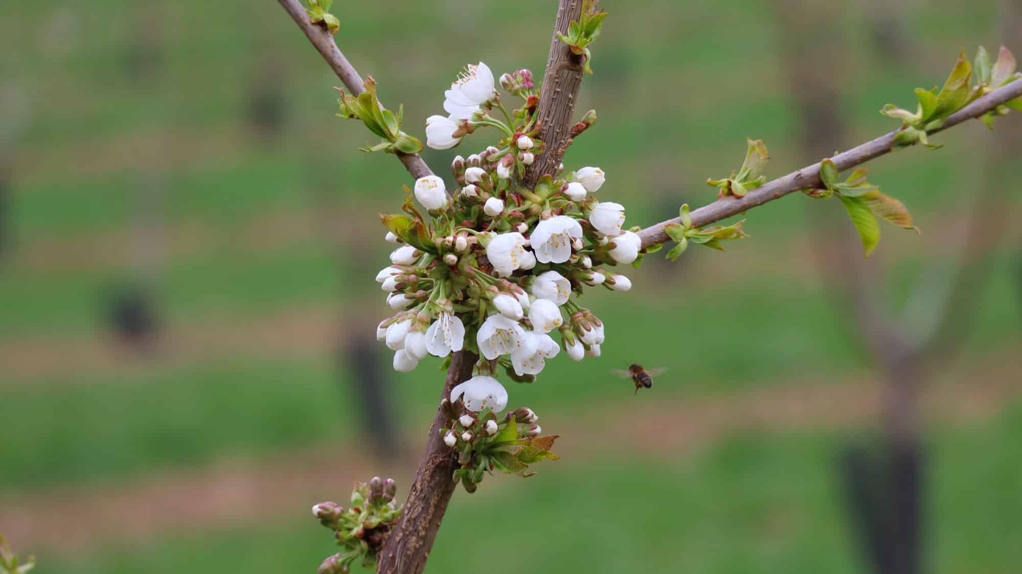 Nouveaux vergers aux Perches - Les fleurs des Cerisiers et la petite abeille