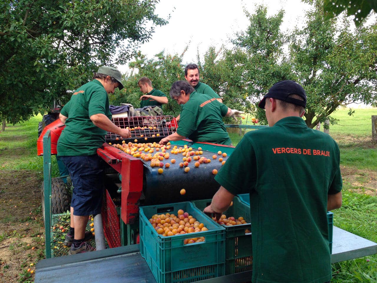 Récolte et tri des Mirabelles par les saisonniers au Domaine de Braux